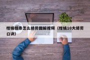 柑橘枝条怎么修剪图解视频（柑橘10大修剪口诀）
