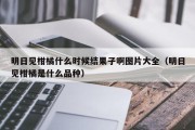 明日见柑橘什么时候结果子啊图片大全（明日见柑橘是什么品种）
