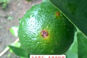 柑橘褐斑病是什么样子(柑橘褐斑病是什么样子图片)