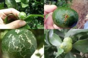 柑橘白癞病如何防治(柑橘白癞病防治药剂搭配)
