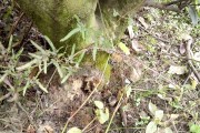柑橘栽培技术幼苗视频教学讲解全集（蜜桔籽可以直接种植技术）