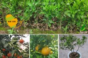 春见果树怎么剪枝视频教学(春见修枝技术)
