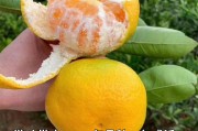 由良蜜桔有什么缺点(由良蜜桔的缺点)
