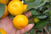 柑橘幼树管理技术保水（柑橘幼树修剪技术图解）