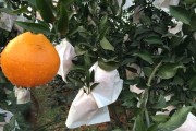 眉山耙耙柑现在价格(眉山耙耙柑价格走势图)