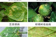 柑橘白粉病用什么药可治(柑橘白粉病症状)