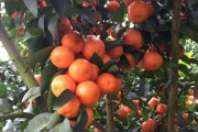 柑橘幼果期用什么叶面肥最好（柑橘开春没有花如何补救）
