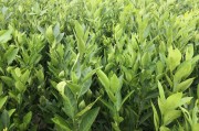 春见用什么砧木最好(春见种植技术)