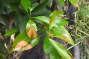 柑橘褐斑病用什么杀菌剂好使一点(柑橘褐斑病的特效杀菌剂)