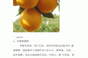 脐橙种植技术培训(脐橙种植技术培训内容)