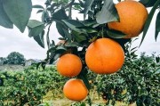 日本爱媛县气候特征（云南柑橘种植面积排行）