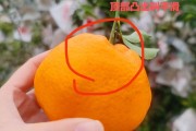 春见的皮能用来做什么(春见的功效与作用和副作用)