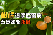 柑橘褐腐病用什么杀菌剂治疗好(柑橘褐腐病用什么杀菌剂治疗好呢)