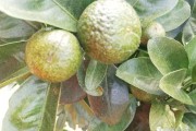 柑橘红蜘蛛用植物防治方法(柑桔红蜘蛛)