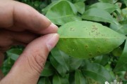 柑橘褐腐病防治药剂有哪些种类图片及名称(柑橘褐腐疫病图片)