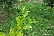 生物菌对柑橘黄龙病的作用与功效是什么(生物菌对柑橘黄龙病的作用与功效是什么呢)