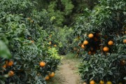 爱媛38号果冻橙种植和管理（沃柑有几个品种）
