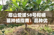 眉山爱媛58号柑橘苗种植指南：品种优势与栽培技术全解析