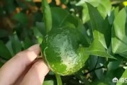 柑橘幼果期能不能用毒死蜱杀菌（吸果夜蛾与实蝇区别）