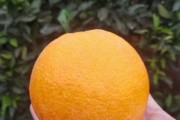 脐橙最新品种哪个最好(脐橙最新品种哪个最好卖)