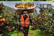 湖北宜昌脐橙多少钱一斤(宜昌脐橙a项目营业部)