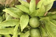 柑橘红蜘蛛怎么处理干净的(柑橘树红蜘蛛很多用什么农药治打)