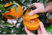 春见柑的嫁接最佳时间是几月份(春见柑橘什么时候成熟)