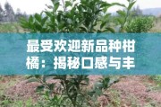 最受欢迎新品种柑橘：揭秘口感与丰产双重优势的柑橘界未来之星