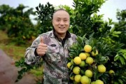重庆柑橘栽培技术（柚子树可以嫁接沃柑吗）