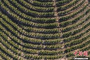 中国最大的脐橙种植基地(中国最好的脐橙之乡)