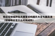 明日见柑橘种在大棚里好吗图片大全大图高清（柑橘明日见什么时候成熟）