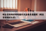 明日见柑橘好种吗图片大全集高清图库（明日见柑橘好不好）