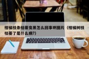 柑橘枝条枯萎变黑怎么回事啊图片（柑橘树枝枯萎了是什么病?）