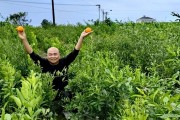 爱媛果冻橙怎么储存（爱媛38立春后多久发芽）