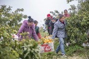 重庆柑橘栽培技术与管理实验室（柑橘和橙子的营养区别）