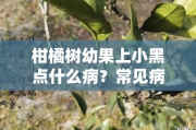 柑橘树幼果上小黑点什么病？常见病害成因与防治措施解析