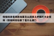 柑橘枝条变褐色枯萎怎么回事儿啊图片大全视频（柑橘树枝枯萎了是什么病?）