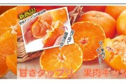 爱媛34和38的区别（青之芦苇女主）