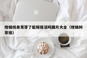 柑橘枝条发芽了能嫁接活吗图片大全（柑橘树芽接）