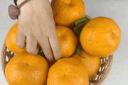 金钱豹春见好吃吗(金钱豹春见橘子)