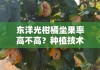 东洋光柑橘坐果率高不高？种植技术与坐果效果深度解析