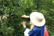 柑橘幼果期出现粗皮怎么办（柑橘流胶爆皮病该如何防治）