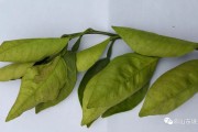 柑橘白粉病的防治方法(柑橘百粉病)