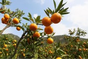 柑橘栽培技术的要点（龙之道柑桔种植方法）