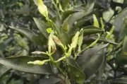 柑橘褐腐病防治药剂是什么药材(柑橘褐腐疫病图片)