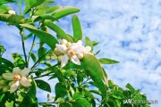 柑橘幼果期用什么肥料（储果期用什么肥）