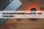 明日见柑橘树好管理吗图片大全及价格（明日见柑橘苗图片）