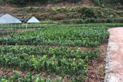 种耙耙柑适合哪里种植(种植耙耙柑的经济效益)