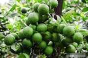 柑橘幼果膨大方法（以及着色膨果该如何进行）