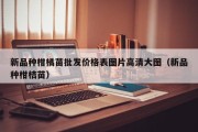 新品种柑橘苗批发价格表图片高清大图（新品种柑桔苗）